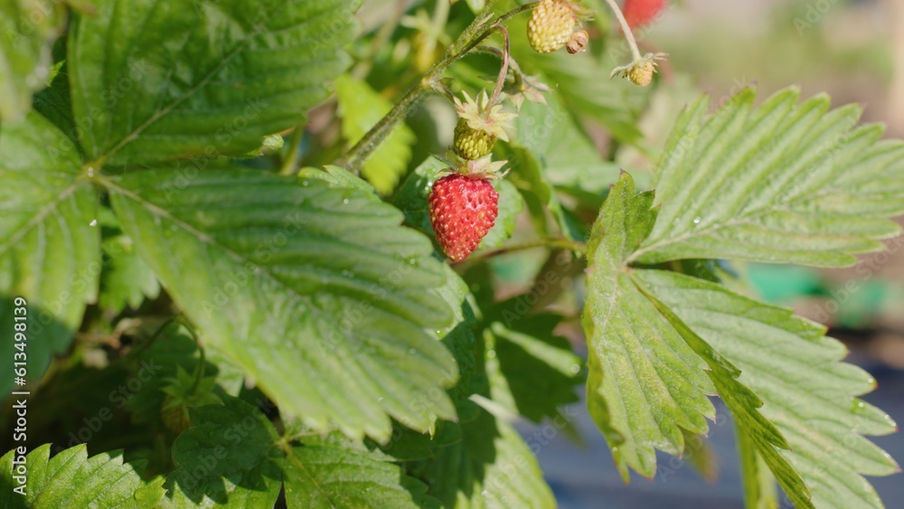 Close-up, bush with ripe red strawberries, farmer plantation garden. Close-up, bush with ripe red strawberries, farmer plantation garden.