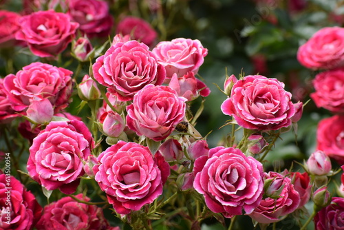 ピンクの薔薇の花畑