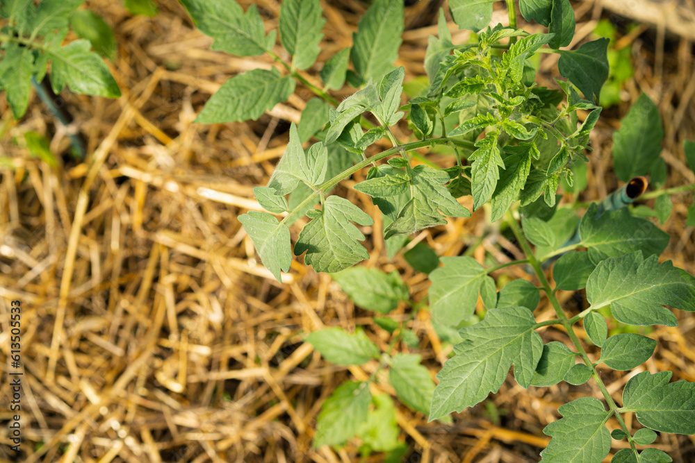 mulching tomatoes in the greenhouse with straw, dried cereals as protection against late blight mulching tomatoes in the greenhouse with straw, dried cereals as protection against late blight