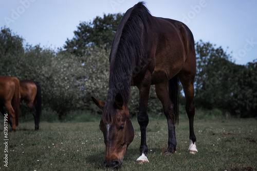 Horses grazing in a meadow  © Clo