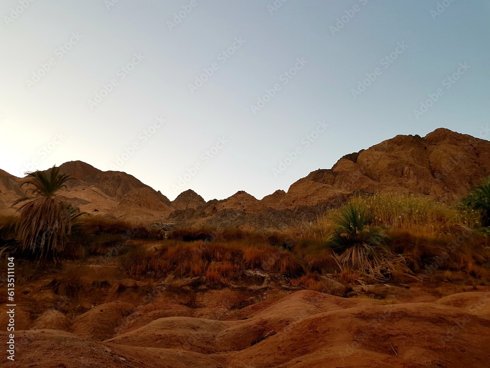 Naklejka premium Mountain gorge with palm trees Egyptian Vaadi
