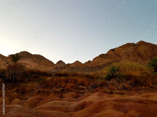Fototapeta Naklejka Na Ścianę i Meble -  Mountain gorge with palm trees Egyptian Vaadi
