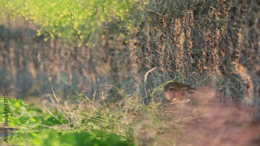 Red fox, Vulpes vulpes, single female walking through a vineyard towards the camera Red fox, Vulpes vulpes, single female walking through a vineyard towards the camera