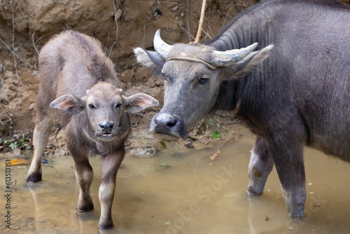 Close up shot of a mother carabao (Bubalus bubalis), a species of water buffalo, and her calf wallowing in muddy water in the Philippines. Sweet mother and offspring moment. photo