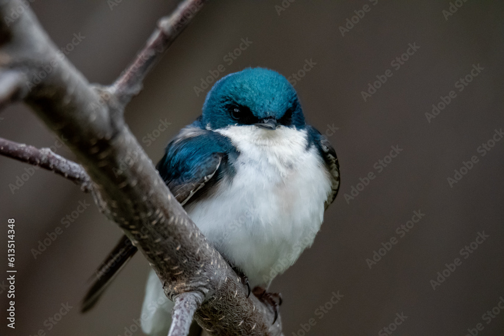 Obraz premium tree swallow