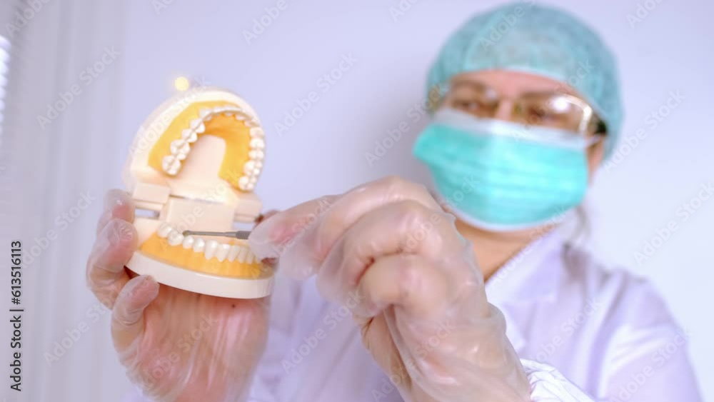 close-up of female hands, doctor dentist holds model of the human jaw ...