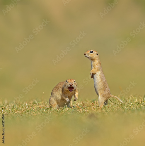 Angry animals. Anatolian Souslik-Ground Squirrel in Turkey
