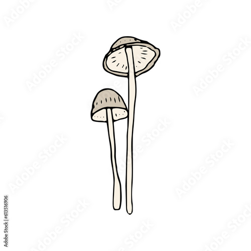 Mushroom, great design for any purposes. Doodle vector illustration. Edible mushrooms and toadstools. Healthy food illustration. Autumn forest plants sketches for textiles, wallpaper, coloring