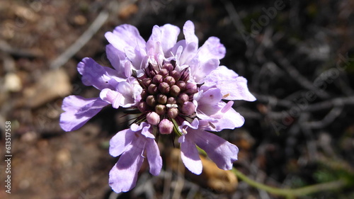 Lavender Colored Wildflower Closeup