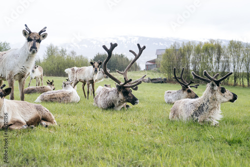 Reindeer migration to breeding grounds photo