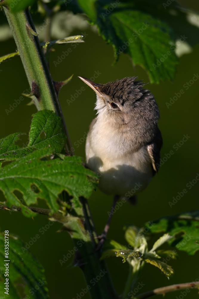Fototapeta premium Blassspötter // Eastern olivaceous warbler (Iduna pallida) - Lake Kerkini, Greece