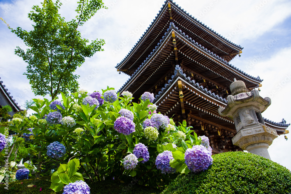 長慶寺(大阪府泉南市)の紫陽花