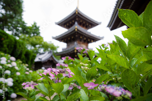 長慶寺（大阪府泉南市）の紫陽花 © 弘文 杉尾