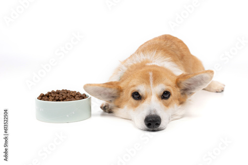 Dog with food on a white background.