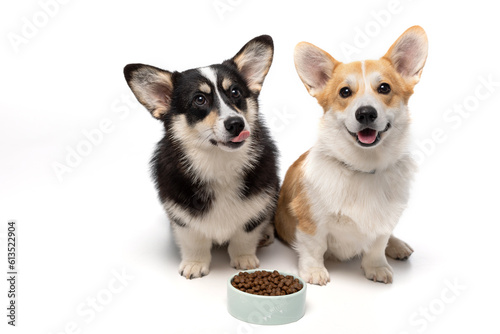 Fototapeta Naklejka Na Ścianę i Meble -  Dog with food on a white background.