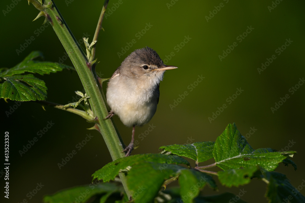 Fototapeta premium Blassspötter // Eastern olivaceous warbler (Iduna pallida) - Lake Kerkini, Greece