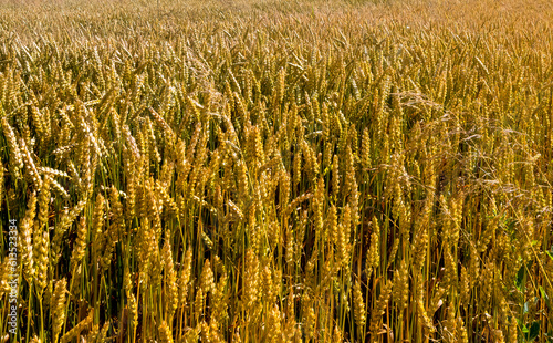 Agricultural industrial field with ripe beardless wheat  