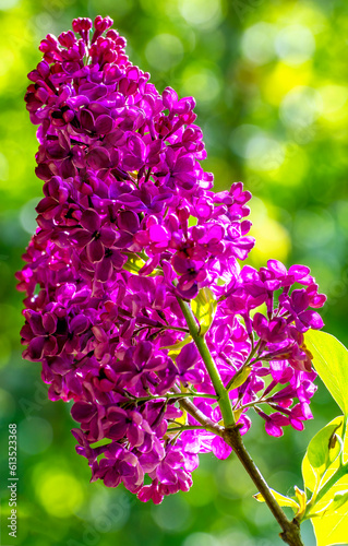 Purple sort of blossoming lilac, spring time