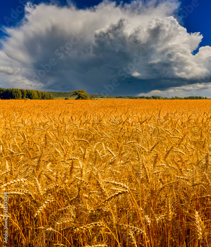 Agricultural landscape with wheat field and beautiful sky clouds