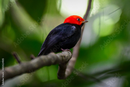 Red-headed Manakin (Ceratopipra rubrocapilla)