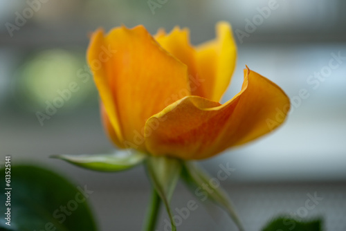 Rose Lusatia. Closeup on orange petals single flower on a balcony garden.