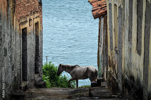 cavalo