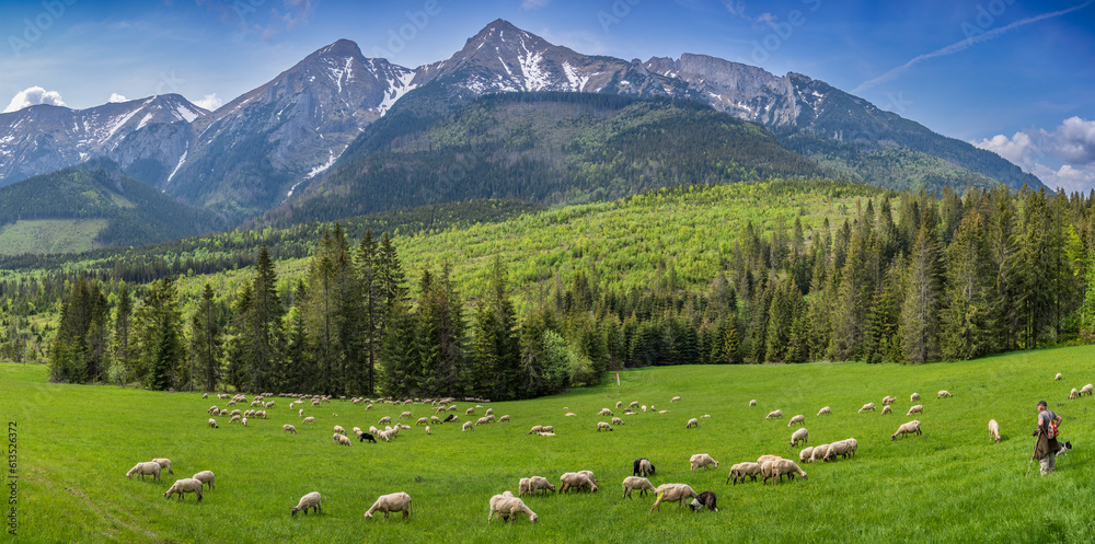 A shepherd tends her shorn sheep at the foot of the Belianske Tatras, Slovakia.