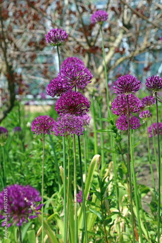 Bed of Giant Onion blooms  Derbyshire England 