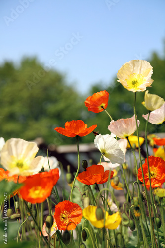Side view of a bed of Icelandic Poppies  Derbyshire England 