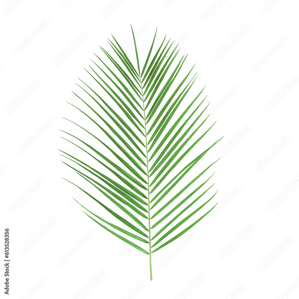 Fototapeta premium Palm leaf isolated on a transparent png background. Stock photo