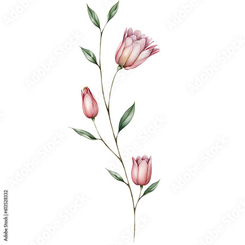 illustration of flower watercolor transparent backgound