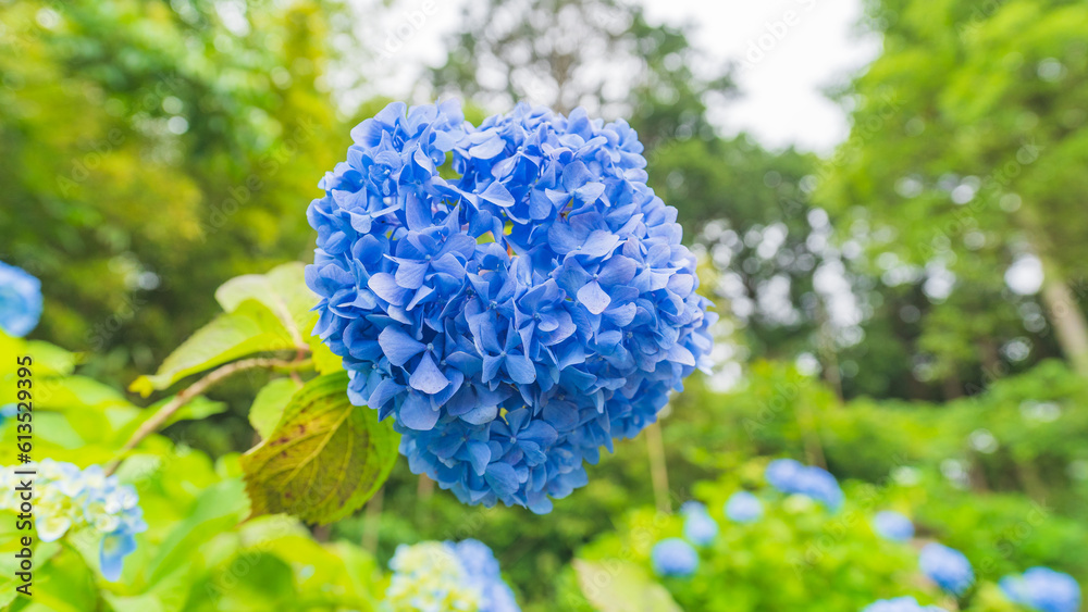 hydrangea アジサイ 紫陽花 hydrangea アジサイ 紫陽花