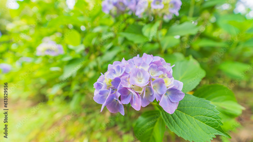 hydrangea アジサイ 紫陽花
