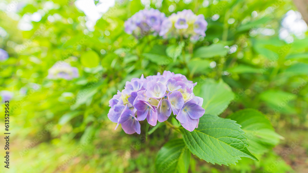 hydrangea アジサイ 紫陽花 hydrangea アジサイ 紫陽花