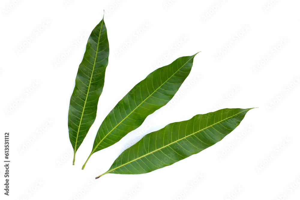 Mango leaves on white background.