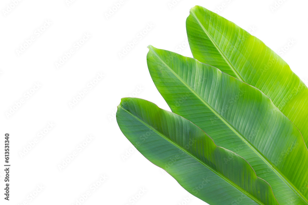 Obraz premium Fresh banana leaves on white background.