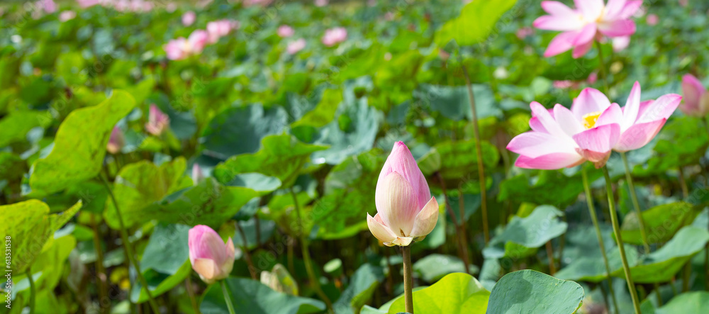 Pink lotus flower blooming in pond with green leaves Pink lotus flower blooming in pond with green leaves
