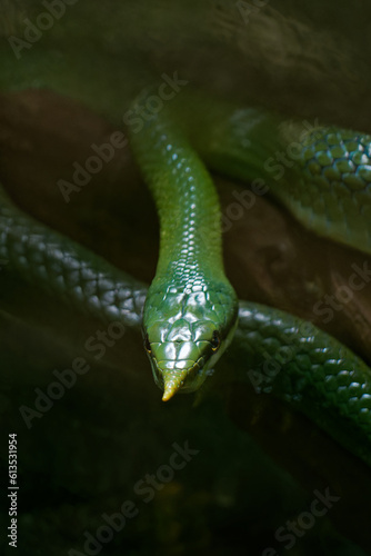 Head highlighted in darkness of a gonyosoma boulengeri, rhinoceros-headed snake from south-east asia, Tete d'Or park zoo, Lyon, France