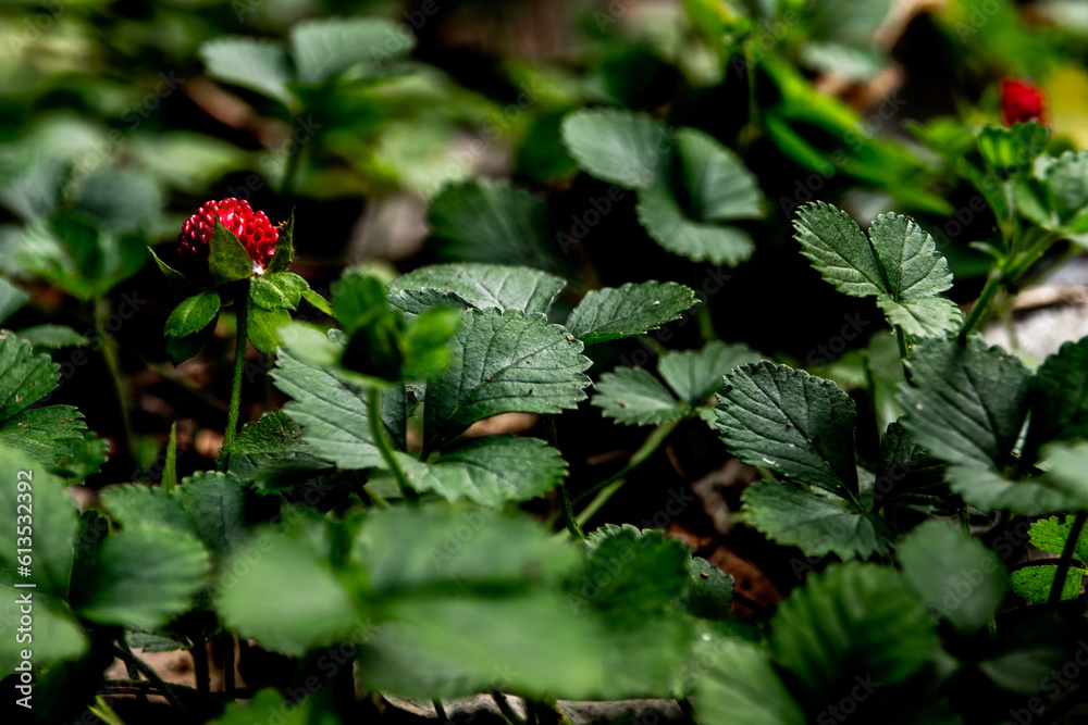 The Mock Strawberry plant for ground cover in the garden The Mock Strawberry plant for ground cover in the garden