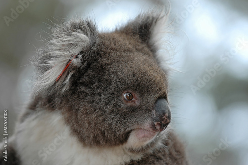 Koala - Phascolarctos cinereus photo