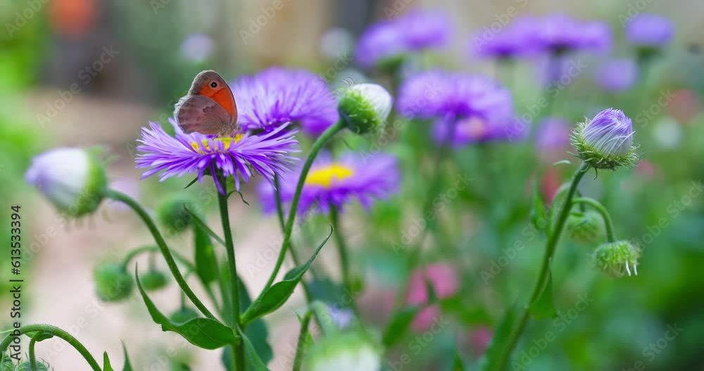 Color Butterfly gathering pollen honey from purple blooming flower in a garden, floral spring field, 4k slow motion video