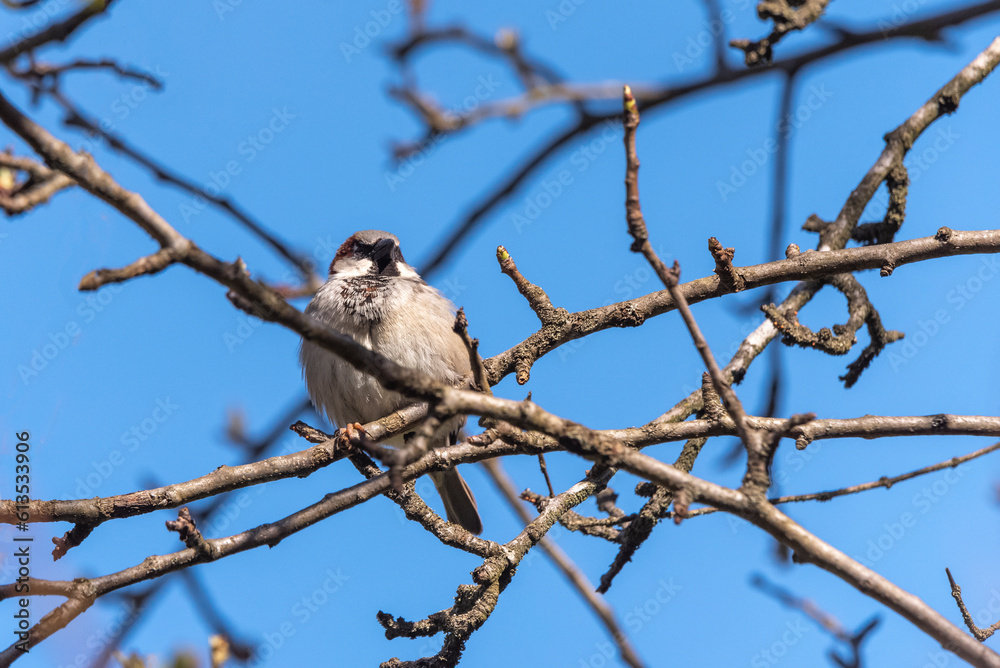Sparrow bird on a cherry tree branch in Spring Sparrow bird on a cherry tree branch in Spring