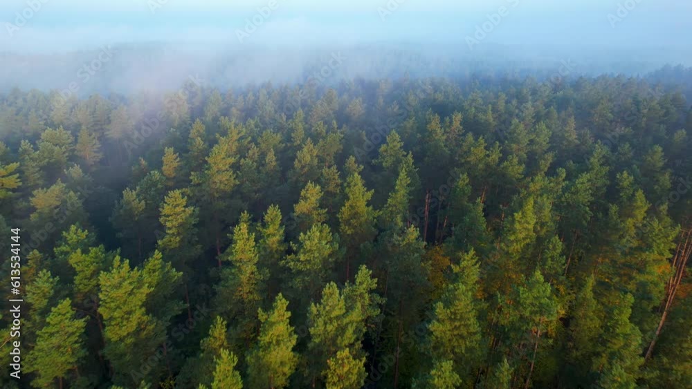 High Pines in Fog Wonderful Morning Sunrise Natural Landscape. Aerial View of Sunrise Over Misty Morning Forest Flight. Flying Over Foggy Green Pine Trees. Epic Amazing Majestic Nature Landscape. High Pines in Fog Wonderful Morning Sunrise Natural Landscape. Aerial View of Sunrise Over Misty Morning Forest Flight. Flying Over Foggy Green Pine Trees. Epic Amazing Majestic Nature Landscape.