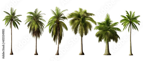 Coconut tree isolated on transparent background  Set of coconut trees over white background  foliage design. generative ai