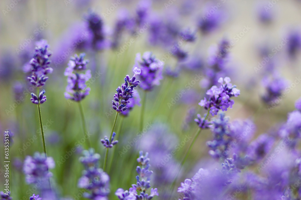 lavender flowers in the garden lavender flowers in the garden