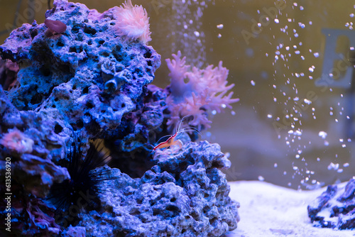 feeding in the aquarium of the sea moray eels