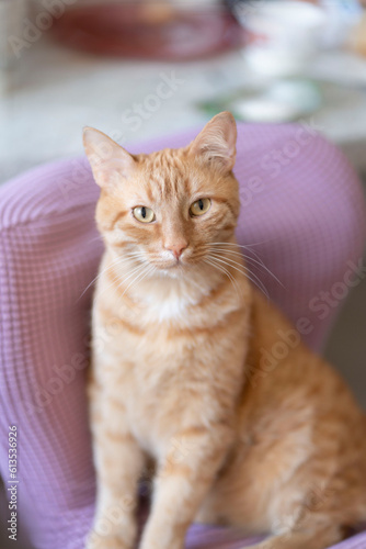 A red-haired cat looks directly into the camera