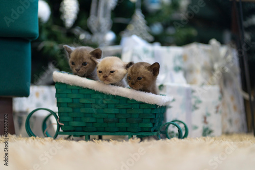Three Burmese kittens are sitting in a toy sled