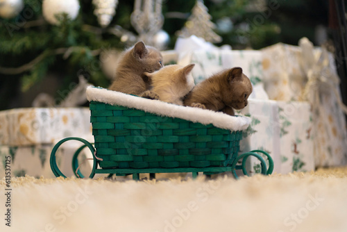 Three Burmese kittens are sitting in a toy sled