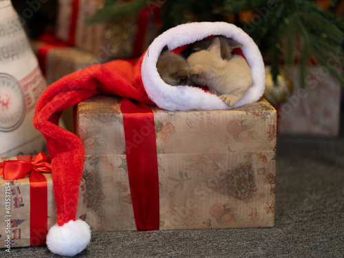 Two kittens sleep in a Santa Claus hat at the Christmas tree on New Year's Eve